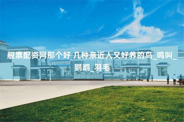 股票配资网那个好 几种亲近人又好养的鸟_鸣叫_鹦鹉_羽毛